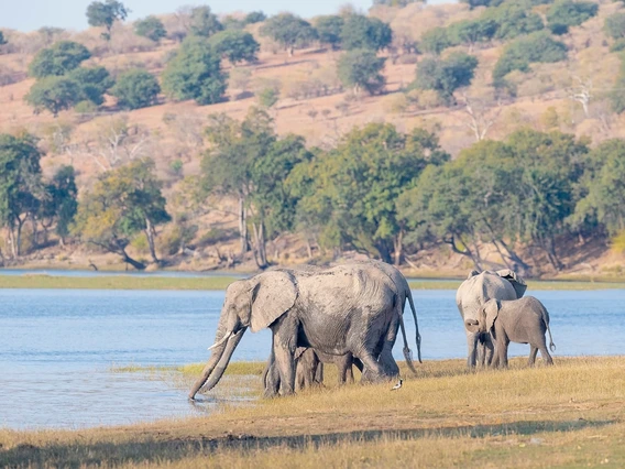 Elephants in the wild