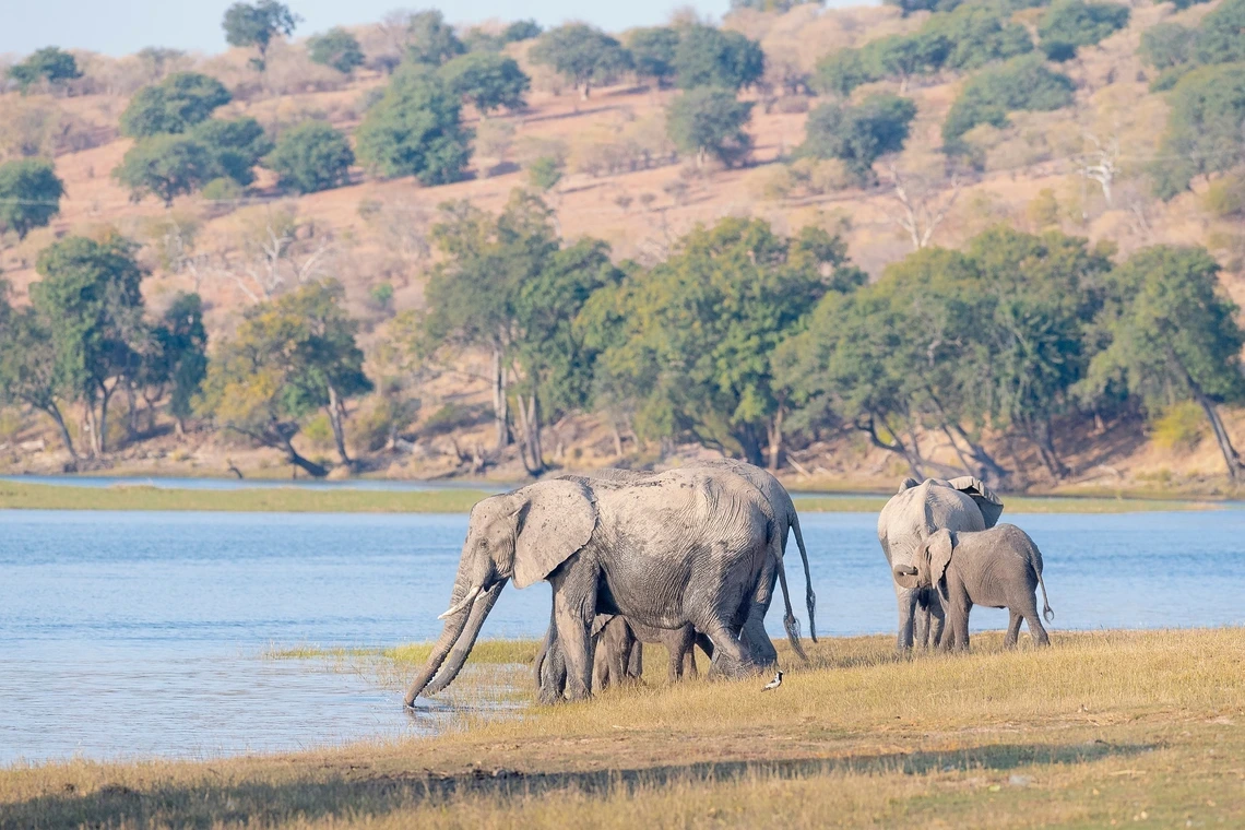Elephants in the wild