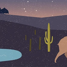 Night Sonoran Desert scene