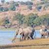 Elephants in the wild