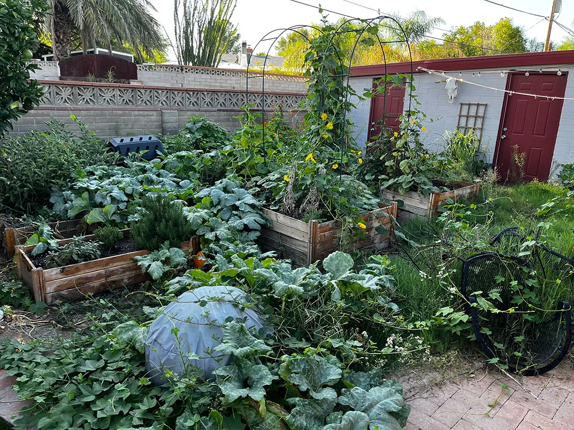 Backyard garden